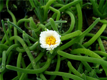 碧光環(huán)花朵形態(tài)