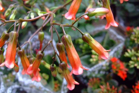 玉吊鐘開(kāi)花圖片