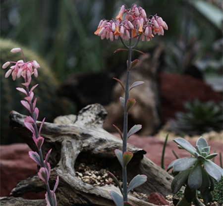 玉吊鐘開(kāi)花圖片欣賞