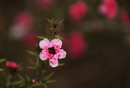 松紅梅開花