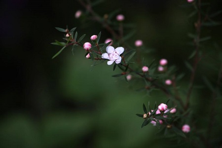 小清新的松紅梅