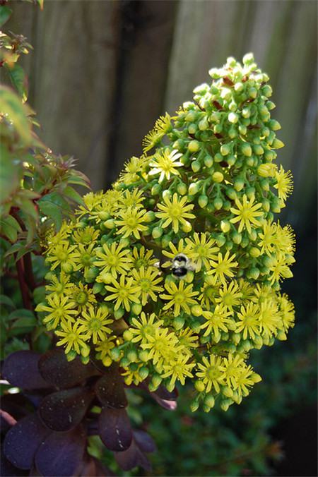 黑法師開(kāi)花會(huì)死嗎