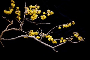 臘梅花枝