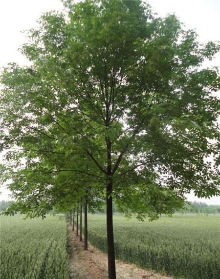 白蠟樹(shù)植株