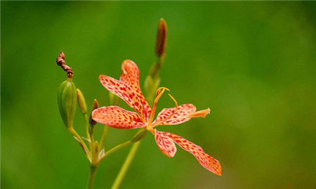 射干植株