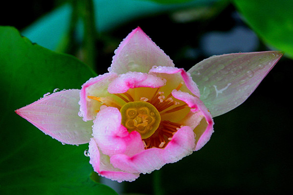 迎賓芙蓉怎么繁殖