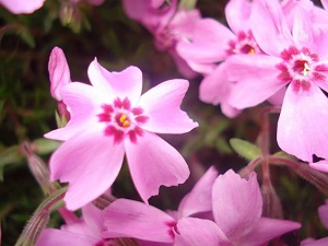 愛(ài)雪輪花朵