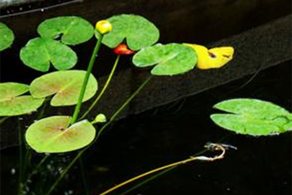 萍蓬草“排隊(duì)”開(kāi)花