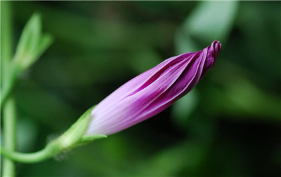 牽牛花花苞張開(kāi)