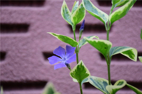 花葉蔓長春怎么繁殖