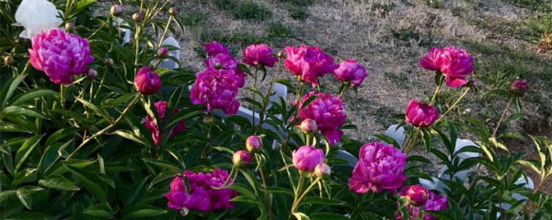 芍藥葉子發(fā)黃怎么回事，芍藥葉子枯萎