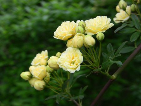 木香花花朵