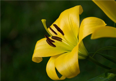 黃色百合花