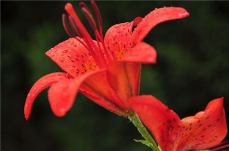 紅色百合花美圖