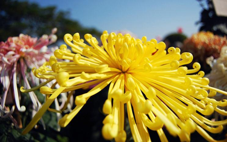 花中君子——菊花