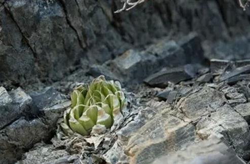 Haworthia lockwoodii：洋蔥卷