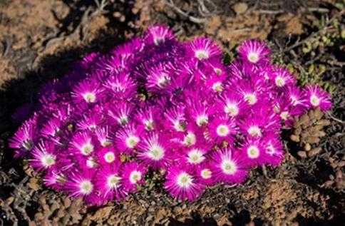 Meyerophytum meyeri：冰糕，番杏科碧光環(huán)屬。