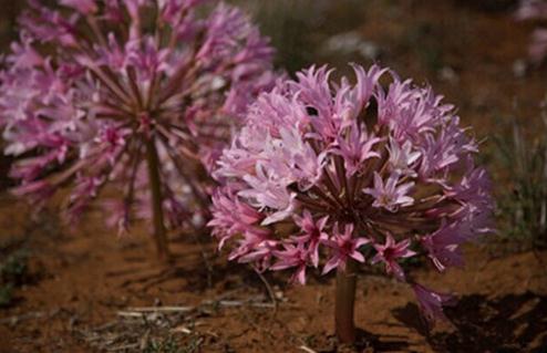 Brunsvigia bosmaniae：南非燈臺(tái)花