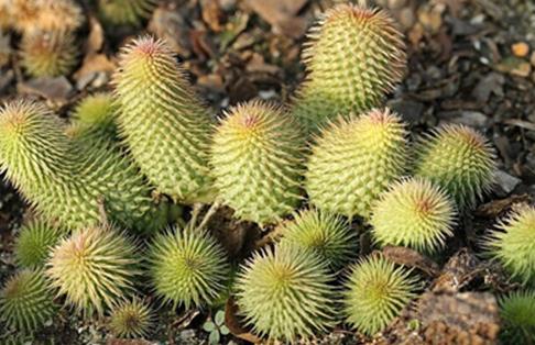 Huernia pillansii：阿修羅