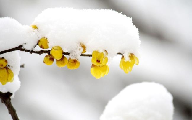 臘梅芳香由來