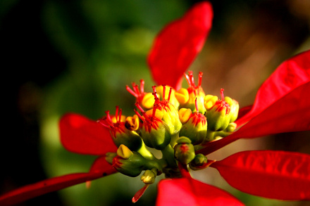 一品紅選購(gòu)技巧三：看花