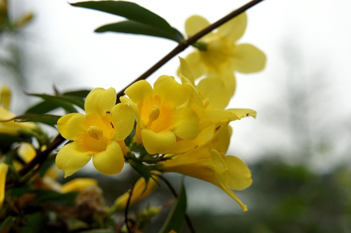 雨后的法國(guó)香水花