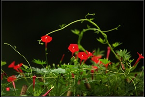 蔦蘿花