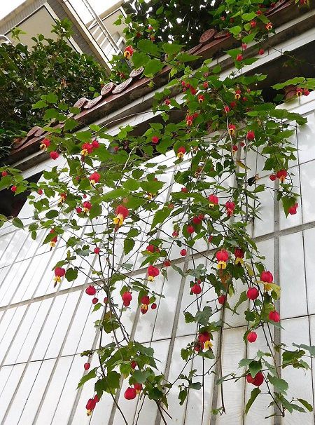 蔓性風(fēng)鈴花植株