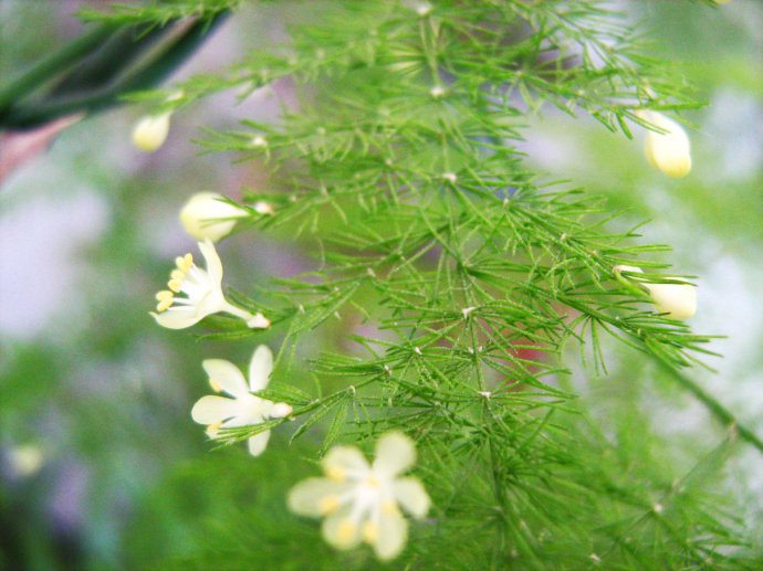 文竹開(kāi)花會(huì)死嗎？