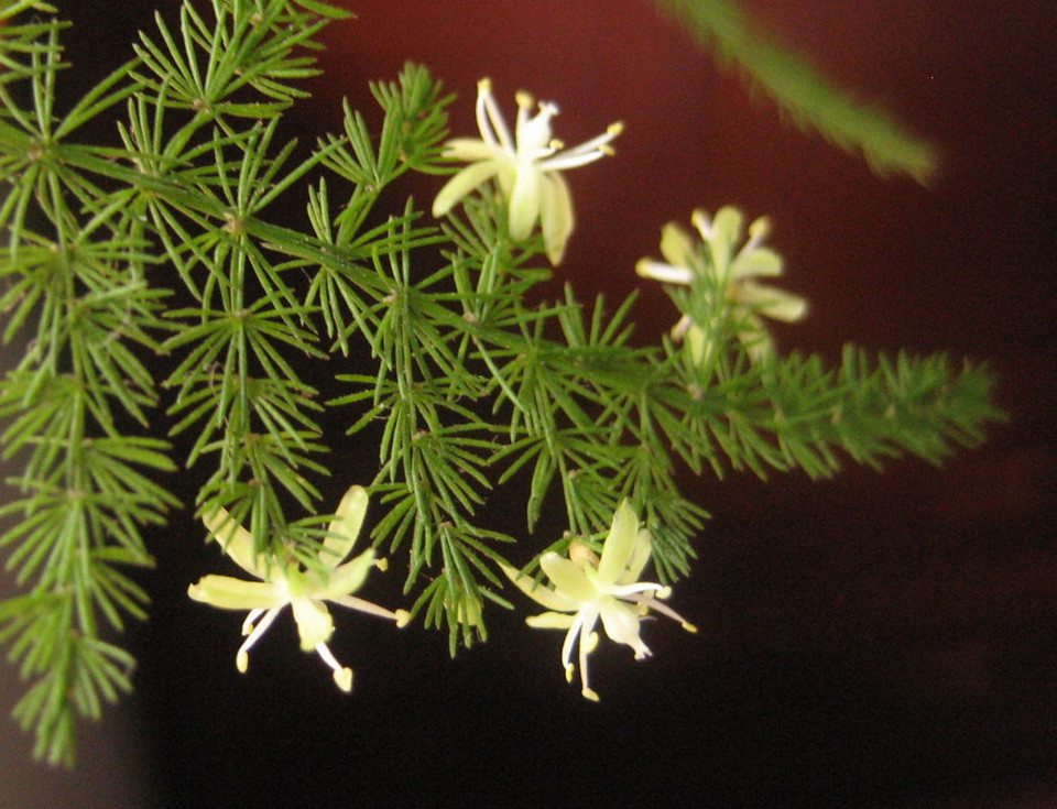 怎么讓文竹開(kāi)花