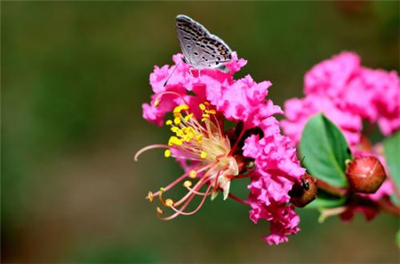 紫薇開(kāi)花