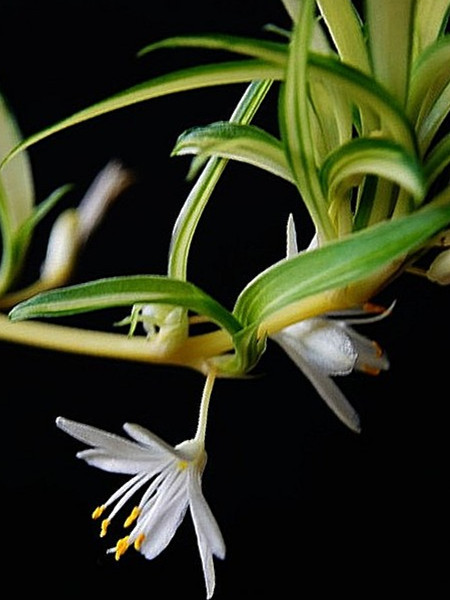 銀邊吊蘭開花