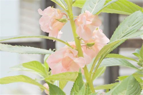 鳳仙花夏季如何養(yǎng)護？