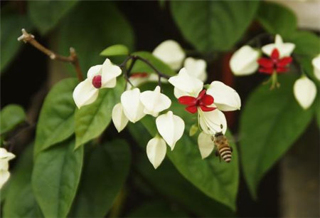 龍吐珠開花