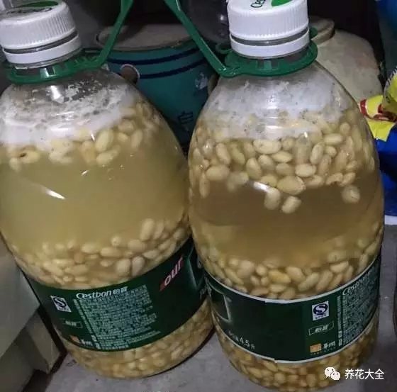 黃豆水