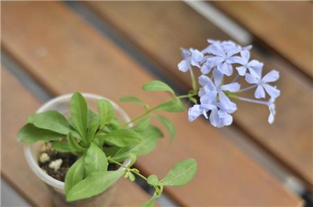 長春花葉子發(fā)黃原因：土壤透氣差