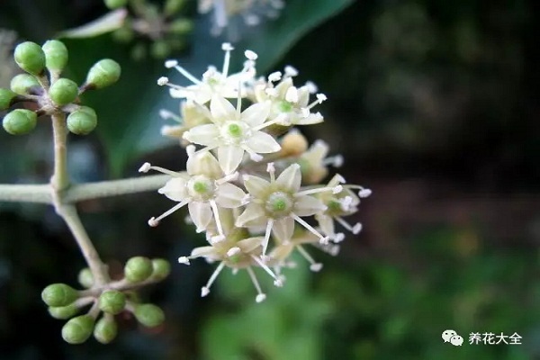 發(fā)財(cái)樹文竹…花開滿樹，果子壓彎枝，竟然這么容易！