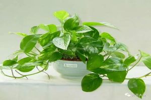 家里的花挪個(gè)位置，財(cái)富運(yùn)勢擋不?。?></a><p class=