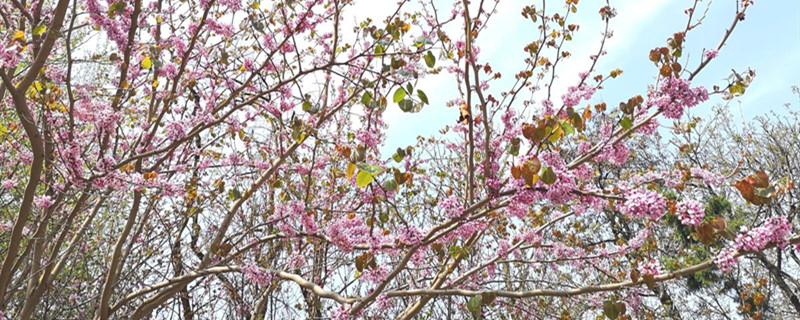 桃花病蟲(chóng)害怎么處理，桃花蟲(chóng)害癥狀