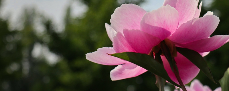 芍藥病蟲害的防治，芍藥需要驅(qū)蟲嗎