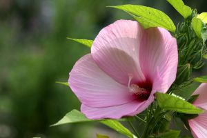 芙蓉葵的病蟲害防治