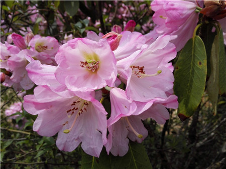 云錦杜鵑開(kāi)花