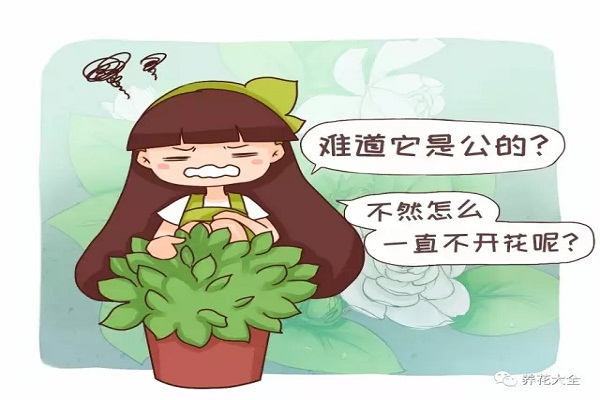 難道我家的花是公的？為啥光長(zhǎng)葉子不開花？