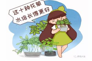 這10種花草水培長得更好，別傻到只會土養(yǎng)了！