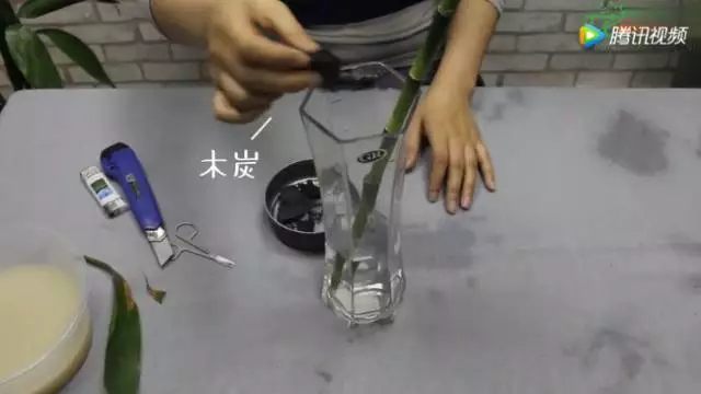 水培瓶中放入純凈水，把富貴竹重新插到瓶中，瓶里可以扔幾塊碎木炭，木炭能夠吸附水中的雜質(zhì)，防止二次爛根。