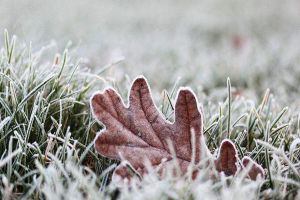 花卉凍傷怎么辦，這樣做枝葉受損也能成活！