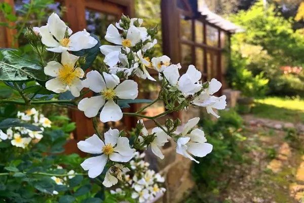 她隱居7000㎡深山，建起絕美花房，是人都想住進(jìn)去！