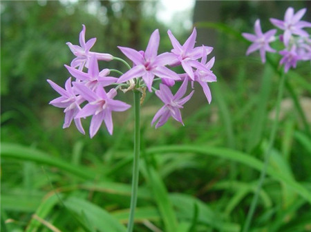 紫嬌花常見(jiàn)病害及防治方法