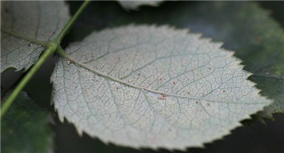 荼蘼紅蜘蛛