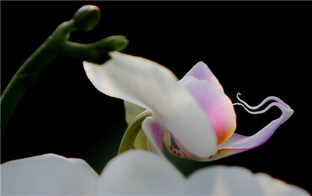 清除側(cè)芽